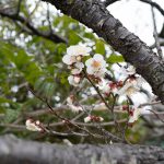 梅　250306 (1 - 1)